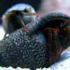 Hot Eramitkrebs Clibanarius spp Anemone, Bløddyr Og Snegle Til Saltvand