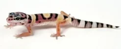 Sale Eublepharis macularius Designer Leopardgekko - small/unger Krybdyr