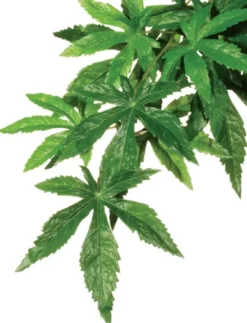 Exo Terra Abutilon lille Terrarieplanter