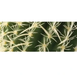 Outlet Exo Terra Barrel kaktus (medium) Terrarieplanter