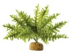 Outlet Exo Terra Boston Fern (lille) Terrarieplanter