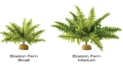 Outlet Exo Terra Boston Fern (lille) Terrarieplanter
