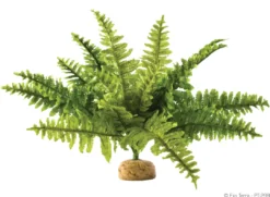 Online Exo Terra Boston Fern (medium) Terrarieplanter