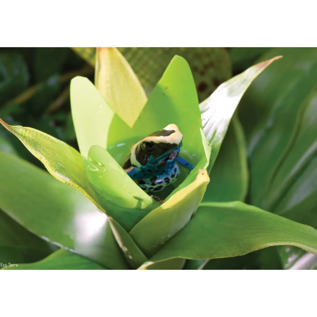 New Exo Terra Bromelia Medium Terrarieplanter