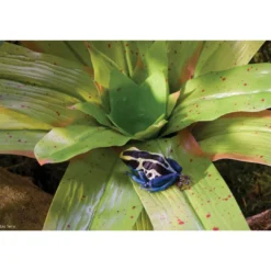 New Exo Terra Bromelia Medium Terrarieplanter