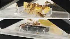 Best Exo Terra Cricket Pen lille Terrarier Og Terrarielamper