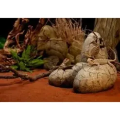 Clearance Exo Terra Dinosaur Æg Stor Huler Til Terrarier