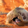 Discount Exo Terra Gecko Hule lille Huler Til Terrarier