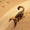 Discount Exo Terra Gul Desert Sand 4,5 kg Dekoration Til Terrarier