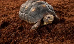 New Exo Terra Plantation Soil 650 g Dekoration Til Terrarier