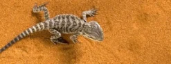 Exo Terra Rød Desert sand 4,5 kg Dekoration Til Terrarier