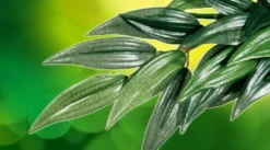 Clearance Exo Terra Ruscus stor Terrarieplanter