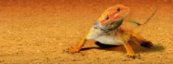 Hot Exo Terra Sandmat lille Dekoration Til Terrarier