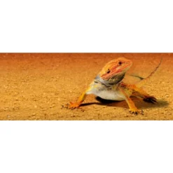 New Exo Terra Sandmat stor Dekoration Til Terrarier
