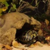 Exo Terra Skildpadde hule 39,5x28,5x20,50 cm Huler Til Terrarier