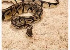 New Exo Terra Snake Bedding 26,4 L Dekoration Til Terrarier