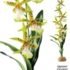 Outlet Exo Terra Spider Orkide Terrarieplanter