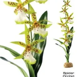 Outlet Exo Terra Spider Orkide Terrarieplanter