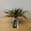 New Exo Terra Star Cactus Terrarieplanter