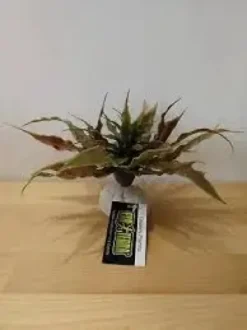 New Exo Terra Star Cactus Terrarieplanter