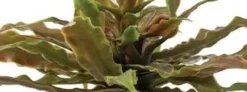 New Exo Terra Star Cactus Terrarieplanter