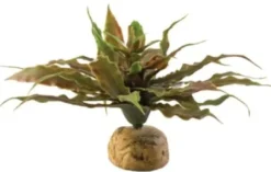New Exo Terra Star Cactus Terrarieplanter