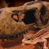 New Exo Terra T-Rex kranie lille Huler Til Terrarier