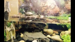 Clearance Exo Terra Turtle Bank med magnet lille Dekoration Til Terrarier