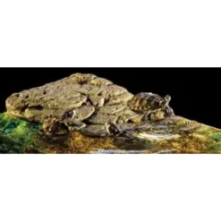 Online Exo Terra Turtle Bank med magnet stor Dekoration Til Terrarier