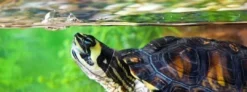 Best Exo Terra Turtle Cleaner 120 ml Vandbehandlingsprodukter Til Ferskvandsakvarier|Tilbehør Til Terrarier