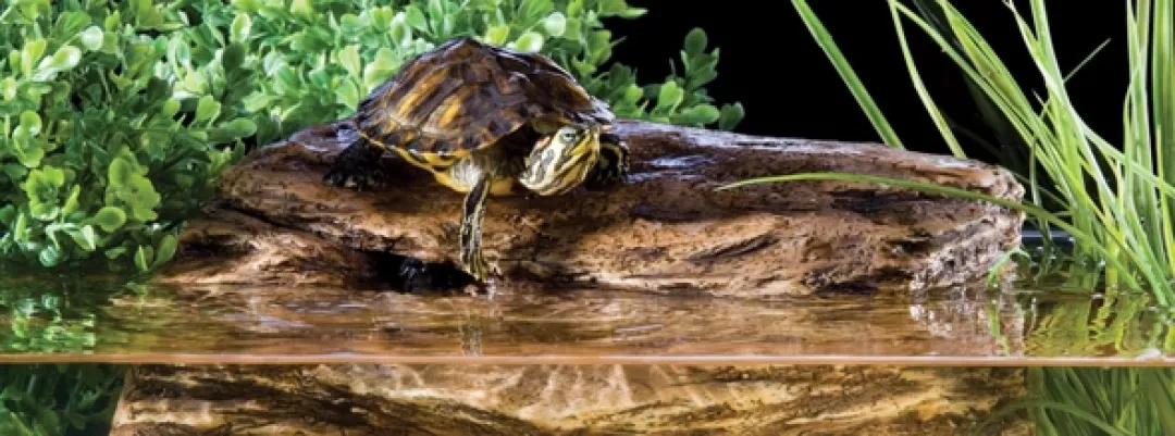Best Exo Terra Turtle Cleaner 120 ml Vandbehandlingsprodukter Til Ferskvandsakvarier|Tilbehør Til Terrarier