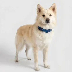 Clearance Neopren Halsbånd M Blå Camouflage 37-41 cm Hvalpehalsbånd - Bløde Og Sikre Halsbånd Med Perfekt Pasform Til Din Hvalp|Hundehalsbånd Med Stil - Komfort Og Sikkerhed Til Din Hund