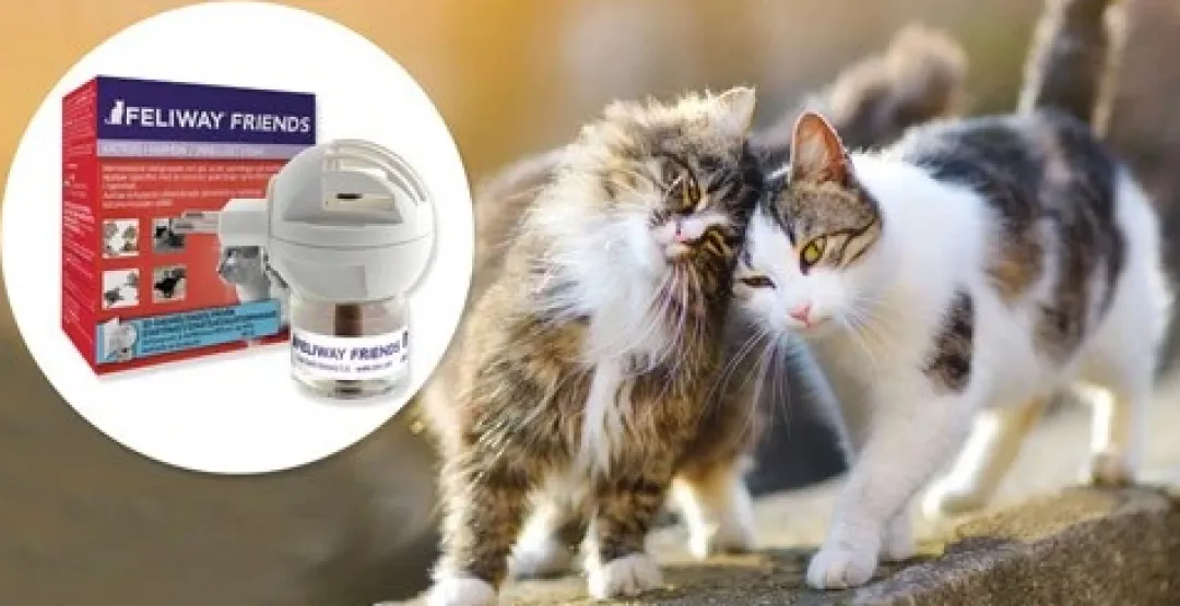 Best Friends diffusor med flaske 48 ml Plejemidler Til Katte|Pleje Og Trivsel Til Killinger - Sundhed Pels Og Velvære