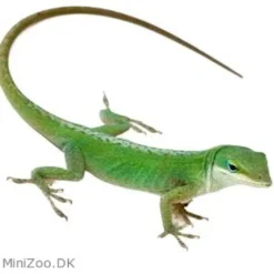 Clearance Feriepasning Anole pr påbegyndt uge Krybdyr
