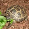 Clearance Feriepasning Skildpadde pr påbegyndt uge Krybdyr