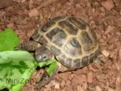 Clearance Feriepasning Skildpadde pr påbegyndt uge Krybdyr