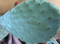 Online Figenkaktus til landskildpadder (Opuntia ficus indica) Foder & Vitaminer Til Krybdyr