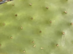 Online Figenkaktus til landskildpadder (Opuntia ficus indica) Foder & Vitaminer Til Krybdyr