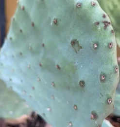 Online Figenkaktus til landskildpadder (Opuntia ficus indica) Foder & Vitaminer Til Krybdyr