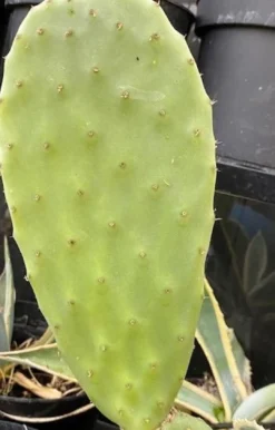 Online Figenkaktus til landskildpadder (Opuntia ficus indica) Foder & Vitaminer Til Krybdyr