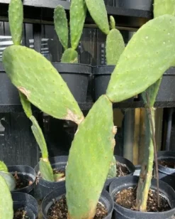 Online Figenkaktus til landskildpadder (Opuntia ficus indica) Foder & Vitaminer Til Krybdyr