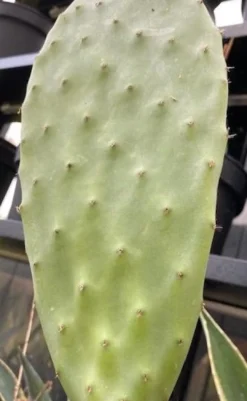 Online Figenkaktus til landskildpadder (Opuntia ficus indica) Foder & Vitaminer Til Krybdyr