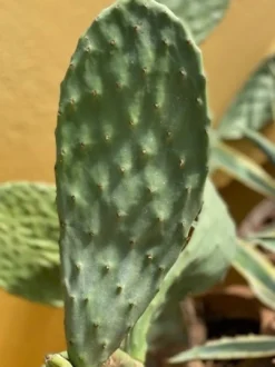 Online Figenkaktus til landskildpadder (Opuntia ficus indica) Foder & Vitaminer Til Krybdyr