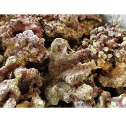 Sale Fiji Levende sten 1 kg Dekoration Til Saltvand