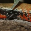 Hot Flammeskink (Lepidothyris Fernandi) Krybdyr