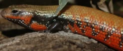 Hot Flammeskink (Lepidothyris Fernandi) Krybdyr