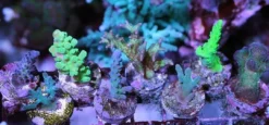 Clearance Frag Station FS-5 Hub Reef plug Holder live coral reef Saltvandsakvarium Fragment Holder Dekoration Til Saltvand