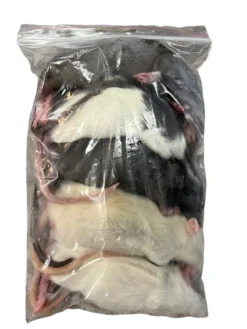 New Frosne 6 uger Rotter 90-120 g 5 stk Foder & Vitaminer Til Krybdyr