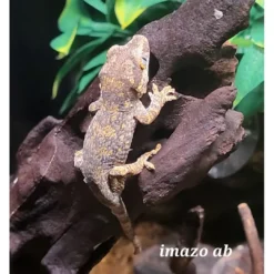 Clearance Gargoyle gecko Designe Juvenile - Rhacodactylus auricu Krybdyr