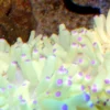 Hot Grøn anemone (Heteractis malu) Anemone, Bløddyr Og Snegle Til Saltvand